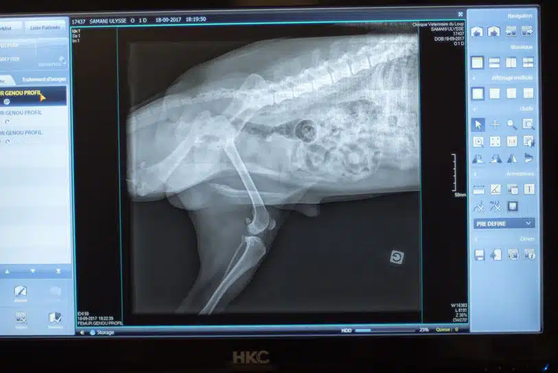 Radiographie de chien