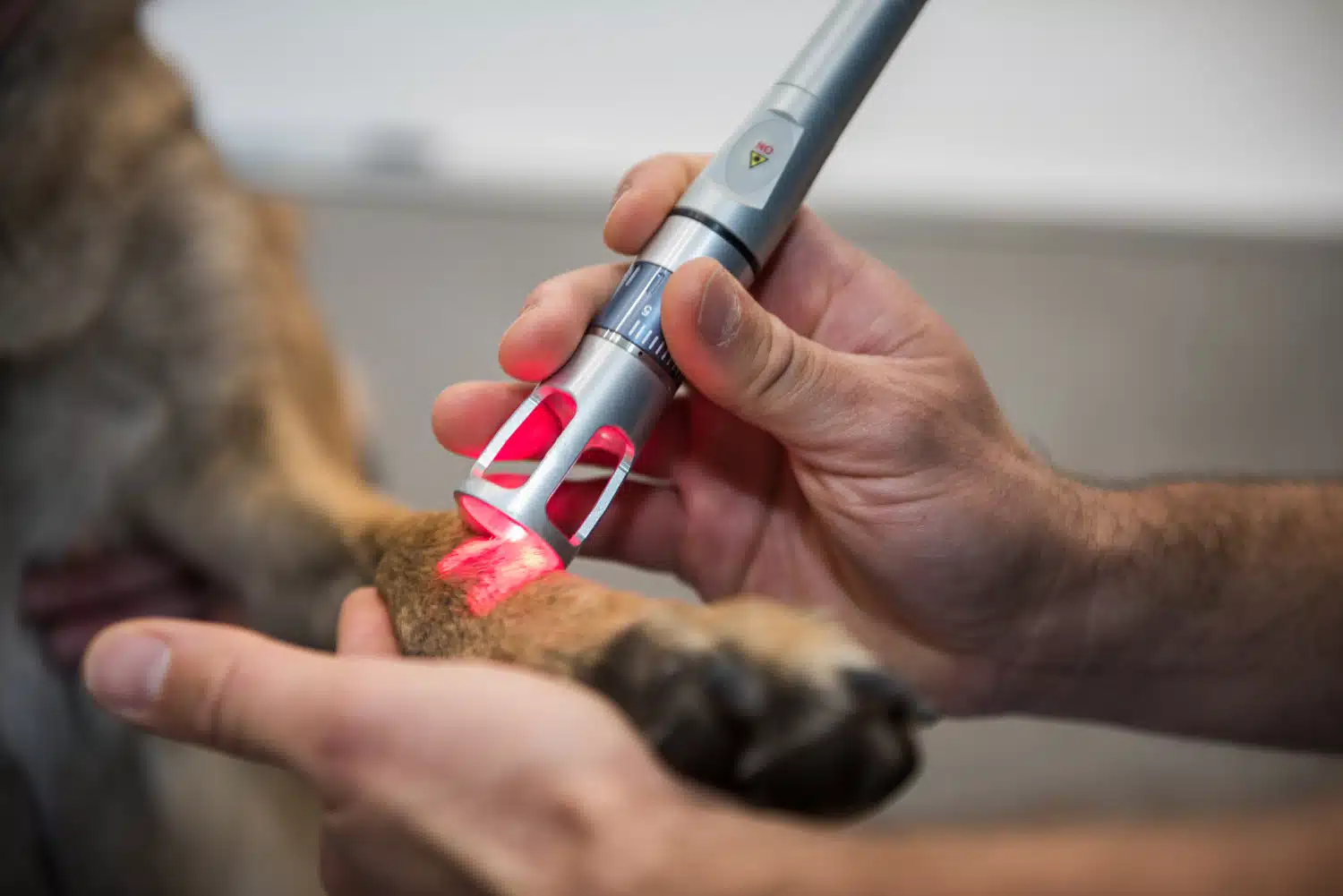 Vétérinaire La Colle sur Loup. Cagnes sur Mer. Saint Paul de Vence Thérapie laser