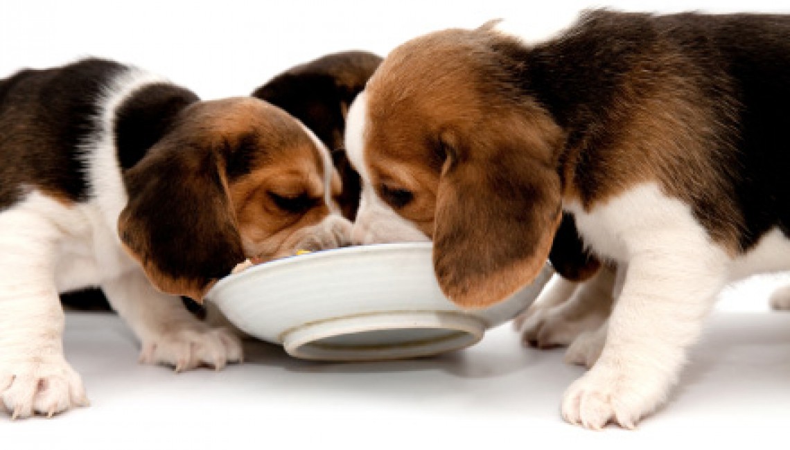 chiens qui mangent