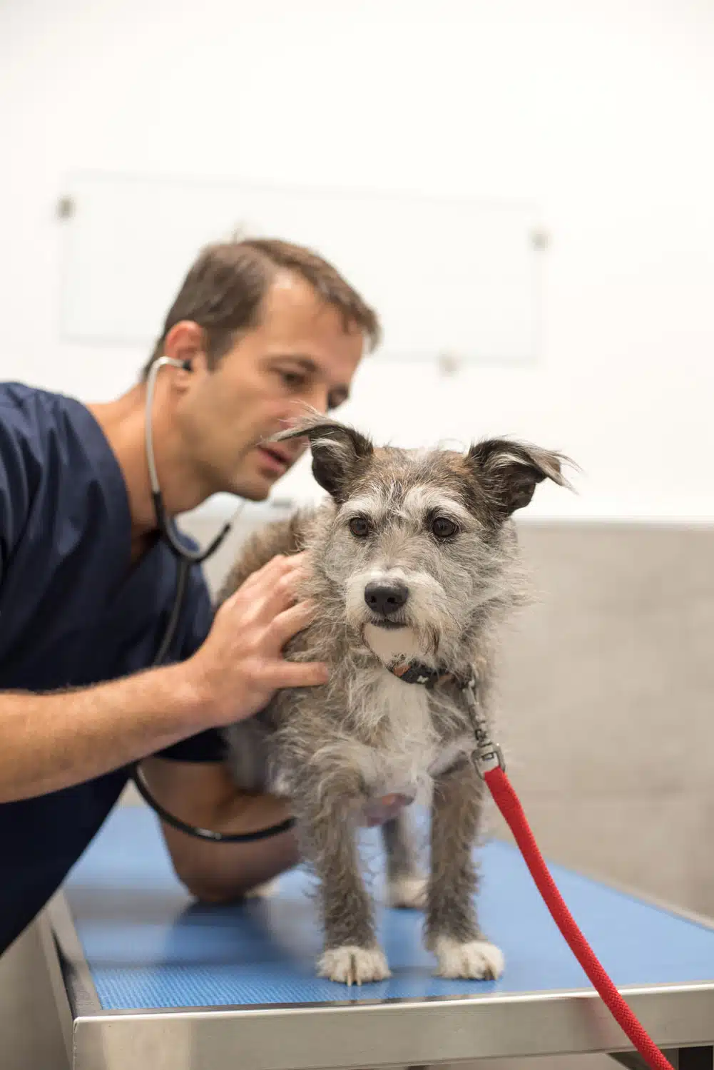 Vétérinaire La Colle sur Loup - consultation