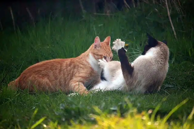 Combat de chats