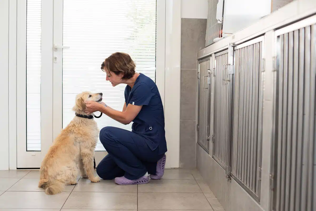 Veterinaire la Colle sur Loup Hospitalisation 5