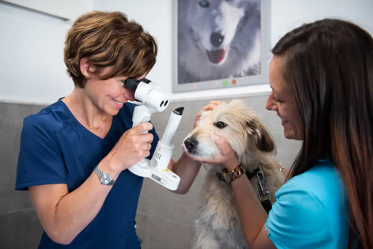 Veterinaire La Colle sur Loup Dr DEVOS 1