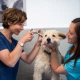 Veterinaire La Colle sur Loup Dr DEVOS 2
