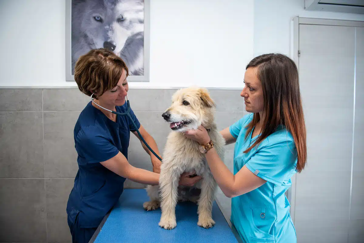 Veterinaire La Colle sur Loup Dr DEVOS 4