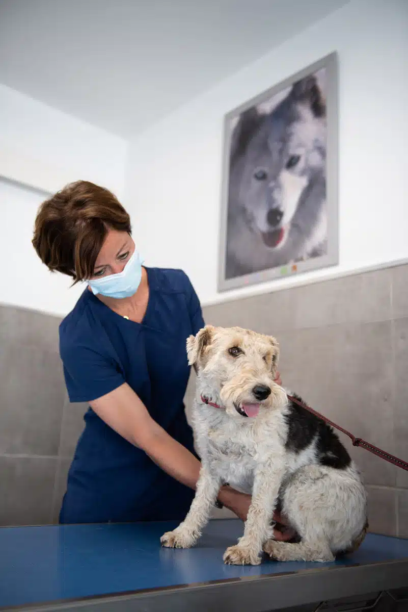 Veterinaire La Colle sur Loup Dr DEVOS 5