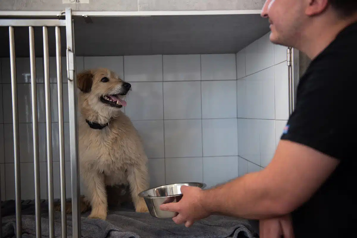 Veterinaire la Colle sur Loup Hospitalisation 3