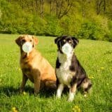 Chiens avec masque