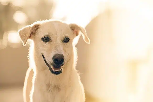 Chien à peau claire