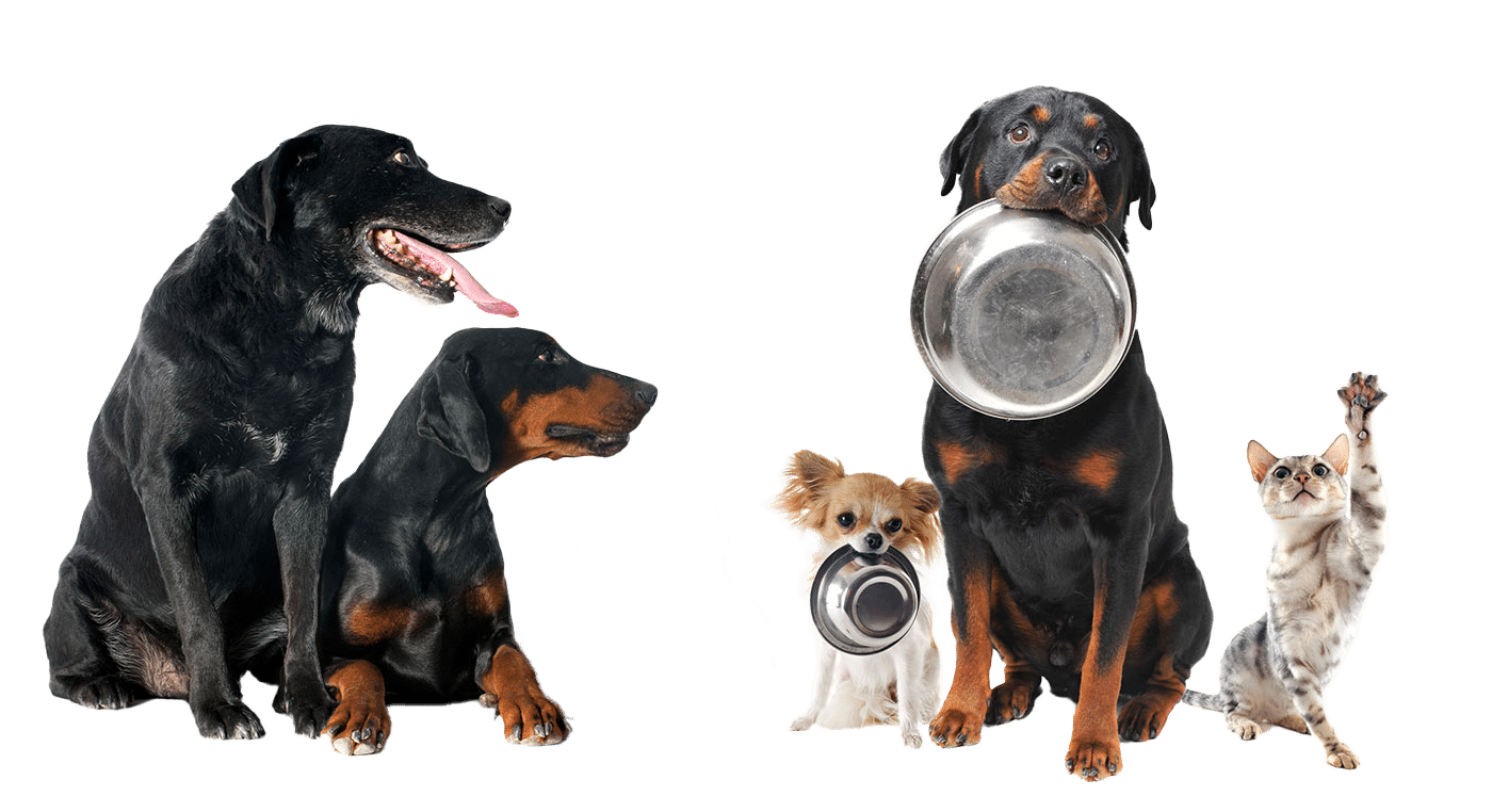 Alimentation du chien