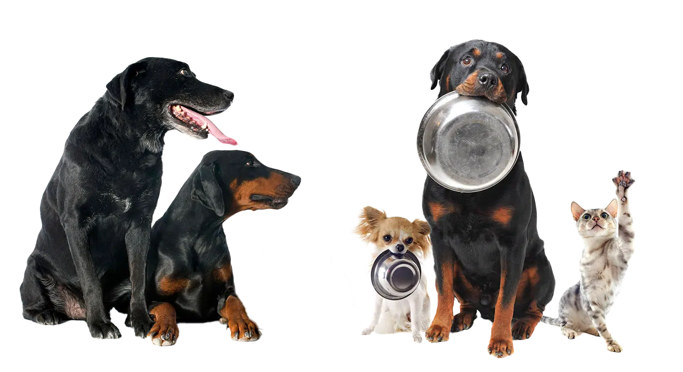 Alimentation du chien