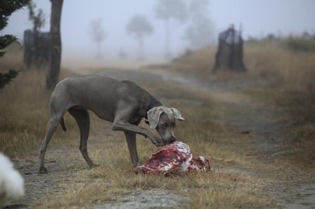 Chien qui mange une charogne