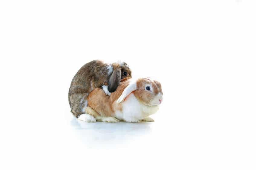 Animaux divers
