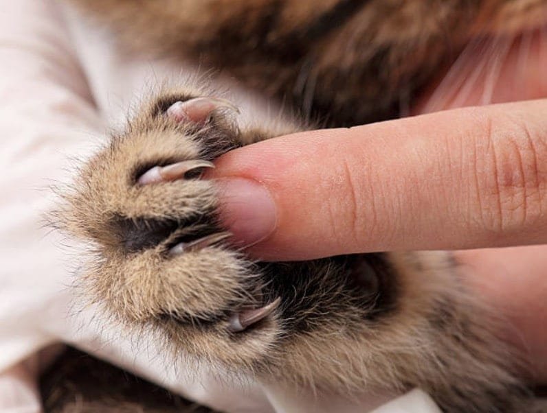 Griffes de chat