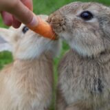 Lapin avec une carotte