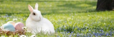 lapin
