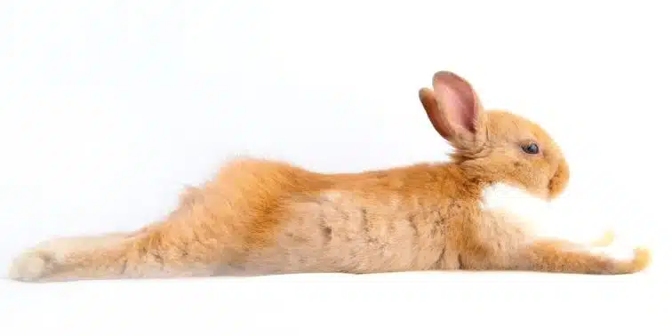 Animaux divers