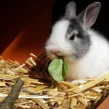 Lapin qui mange du foin