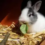 Lapin qui mange du foin