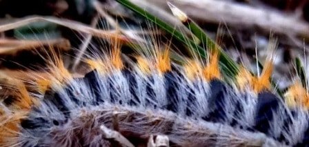 Gros plan des poils d'une chenille