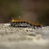 Chenille processionaires