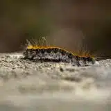 Chenille processionaires
