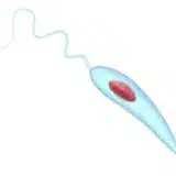 Leishmania