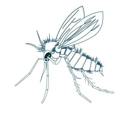 Phlébotome (Dessin Vetaction Conseil)