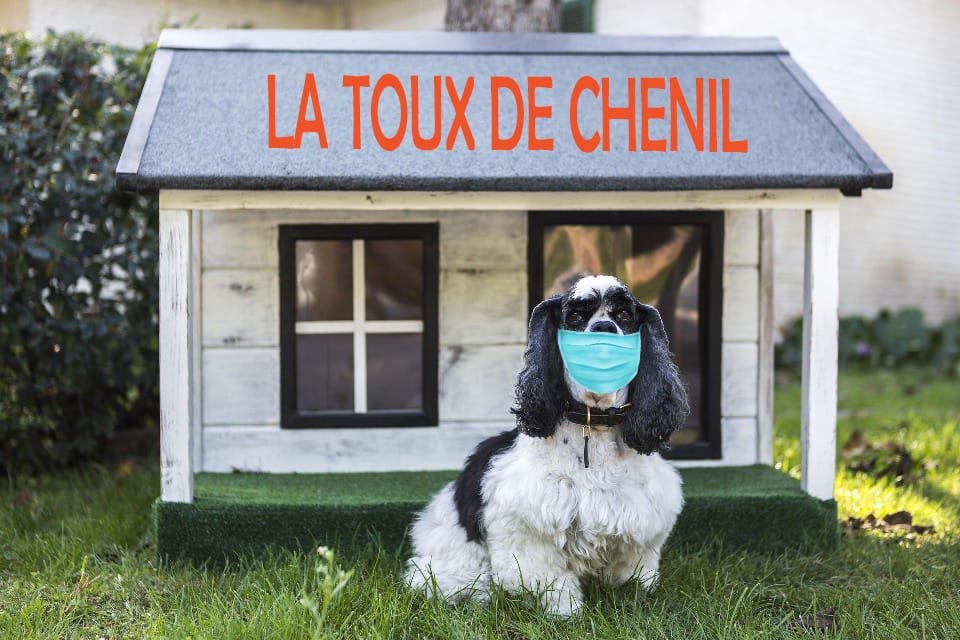 Animaux divers